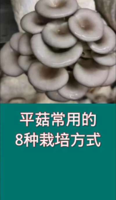平菇常用的8种栽培方式